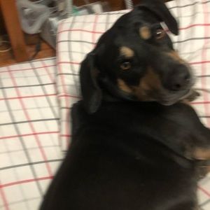 Meet your Posher, Barbara